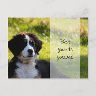 Berner Hundewelpe auf grünem Gras Postkarte