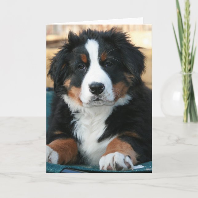 Berner Hundewelpe Dankeskarte (Vorderseite)