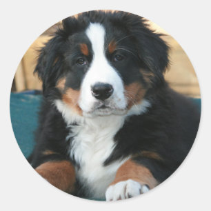 Berner Hundewelpe Runder Aufkleber