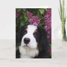 Berner Nation Grußkarte Feiertagskarte