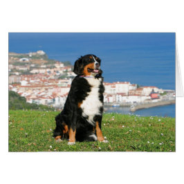 Berner Rinderhund posiert am Strand