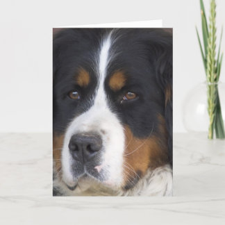 Berner Sennenhund Greeting Card Karte