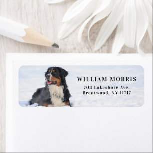 Berner Sennenhund im Schnee Rücksendeadresse
