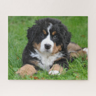 Berner Sennenhund-Jigsaw-Puzzle-Welpe Puzzle