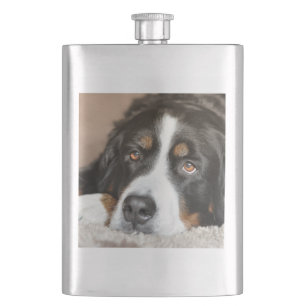 Berner Sennenhund liegt Flachmann