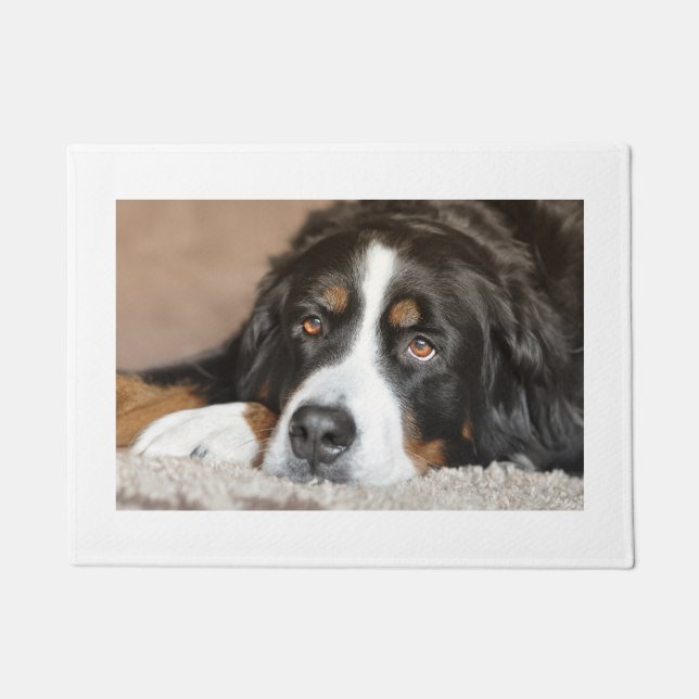Berner Sennenhund liegt Fußmatte (Vorderseite)