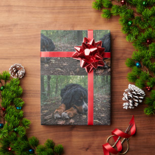 Berner Sennenhund liegt im Wald Geschenkpapier