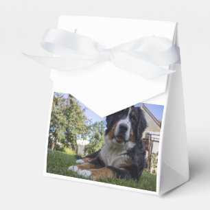 Berner Sennenhund liegt zweiter Geschenkschachtel