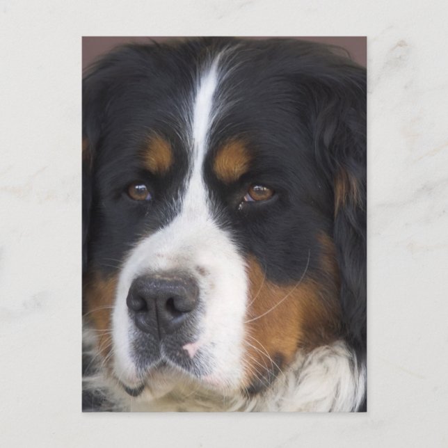 Berner Sennenhund Postcard Postkarte (Vorderseite)
