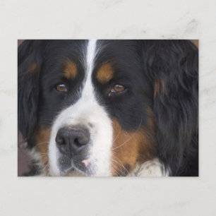 Berner Sennenhund Postcard Postkarte
