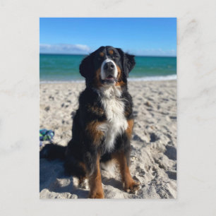 Berner Sennenhund Postkarte