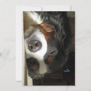 Berner Sennenhund schlafend Einladung
