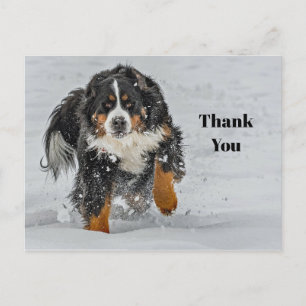 Berner Sennenhund Schnee Foto Danke Postkarte