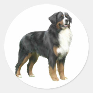 Berner Sennenhund - stehend Runder Aufkleber