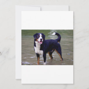 Berner Sennenhund steht im Wasser Geburtstag Einladung
