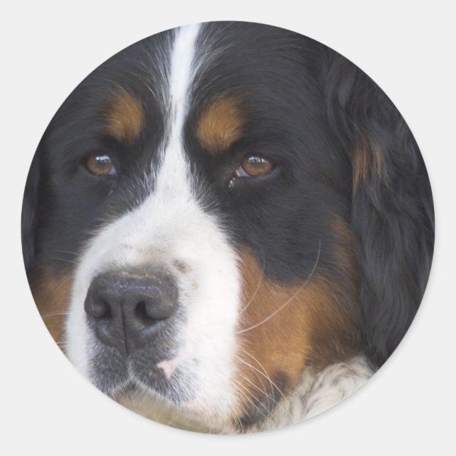Berner Sennenhund Sticker (Vorderseite)