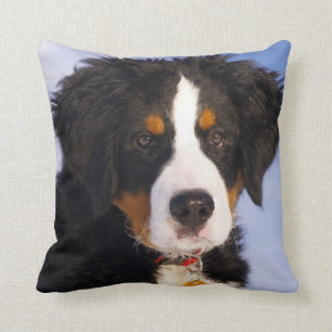 Berner Sennenhund - Süßes Welpenfoto Kissen