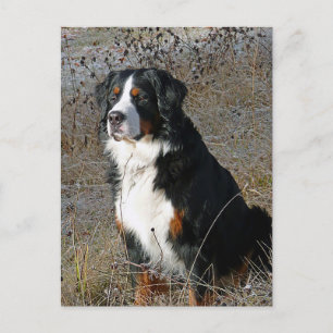 Berner Sennenhund-Welpen-Hund-Leere Postkarte
