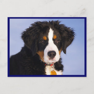 Berner Sennenhund Welpen-Hund Leerpostkarte Postkarte