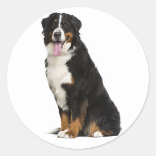 Berner Sennenhund Welpen Mama Hund Papa Berner Lie Runder Aufkleber