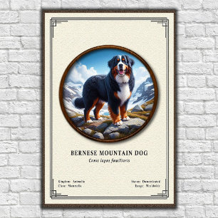 Berner Sennenhund Zoologie-Serie Poster