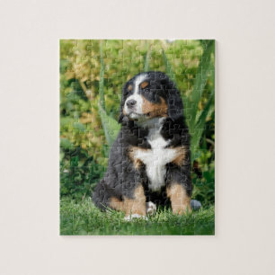 Berner Welpe Puzzle