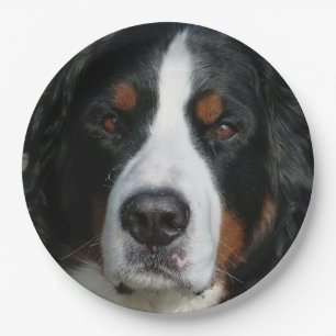 bernese Berg dog.png Pappteller