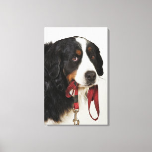 Bernese Gebirgshund (Berner Sennenhund) mit Leinwanddruck