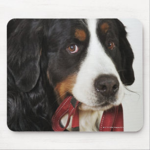 Bernese Gebirgshund (Berner Sennenhund) mit Mousepad