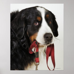Bernese Gebirgshund (Berner Sennenhund) mit Poster