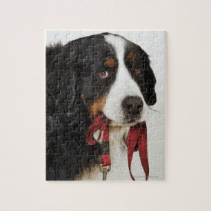 Bernese Gebirgshund (Berner Sennenhund) mit Puzzle