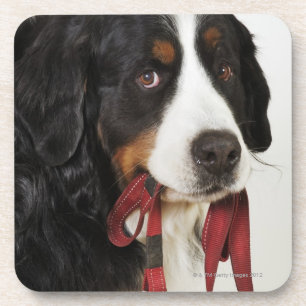 Bernese Gebirgshund (Berner Sennenhund) mit Untersetzer