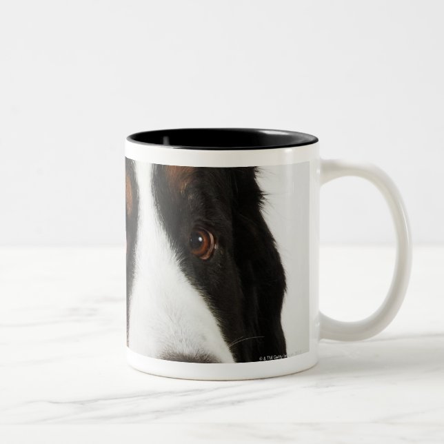 Bernese Gebirgshund (Berner Sennenhund) mit Zweifarbige Tasse (Rechts)