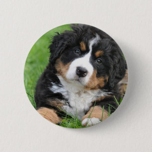 Bernese Gebirgshund Button