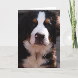 Bernese Gebirgshundegruß-Karte Karte