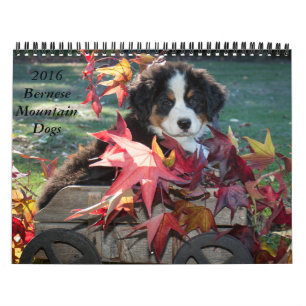 Bernese Gebirgshundekalender 2016 Kalender