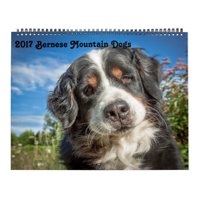 Bernese Gebirgshundekalender 2017 Kalender (Titelbild)