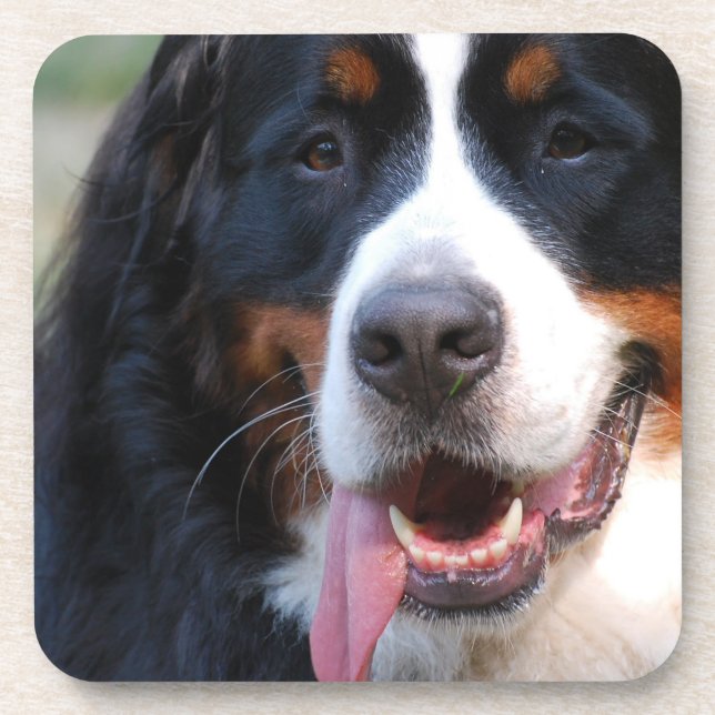 Bernese Gebirgshundekorken-Untersetzer Untersetzer (Vorderseite)