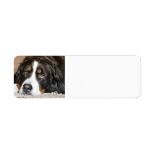 bernese Gebirgshundelegen