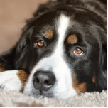 bernese Gebirgshundelegen Fotoskulptur Schlüsselanhänger<br><div class="desc">b</div>