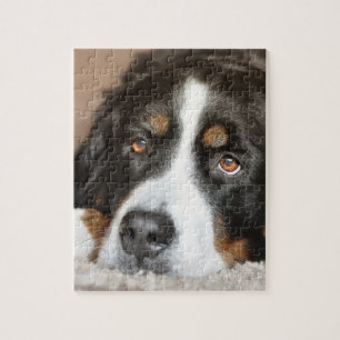 bernese Gebirgshundelegen Puzzle