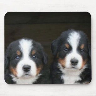 Bernese Gebirgshundewelpen mousepad