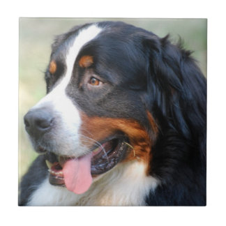 Bernese Gebirgswelpen-Fliese Fliese
