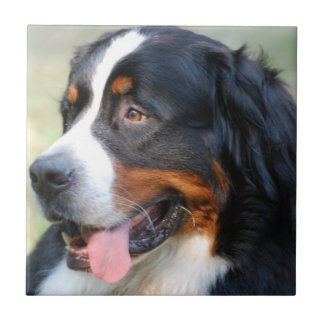 Bernese Gebirgswelpen-Fliese Fliese