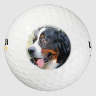 Bernese-Hund-10 Golfball
