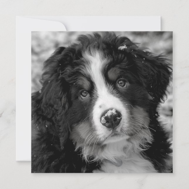 Bernese Mountain Dog (Vorderseite)