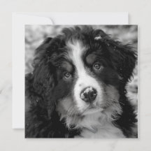 Bernese Mountain Dog