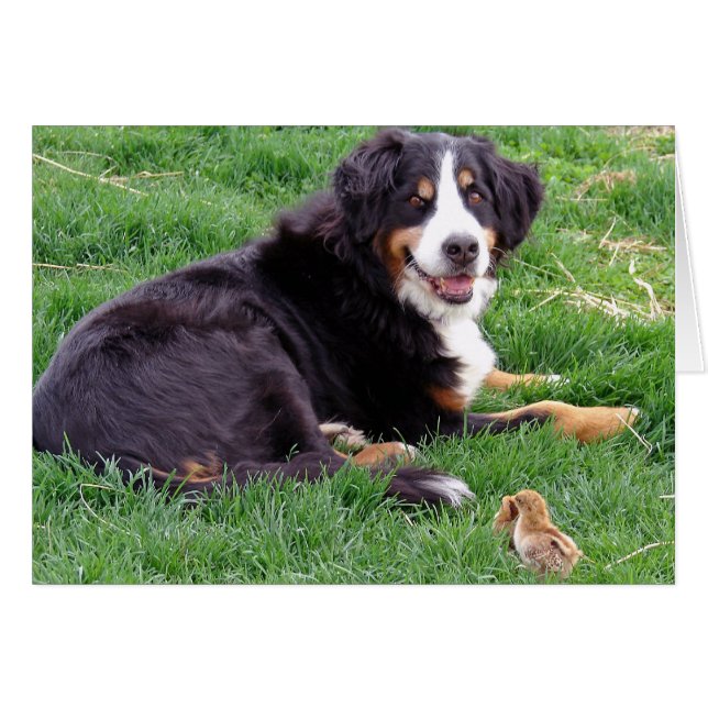 Bernese Mountain Dog (Vorderseite (Horizontal))