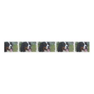 bernese-mountain-dog-7 ripsband