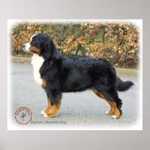 Bernese Mountain Dog 9T066D-221 Poster